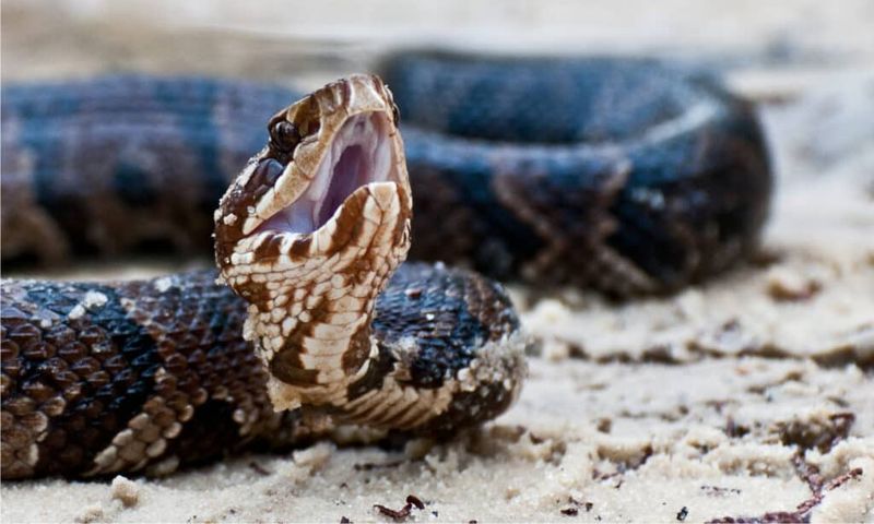 Mississippi's Delta Dangers