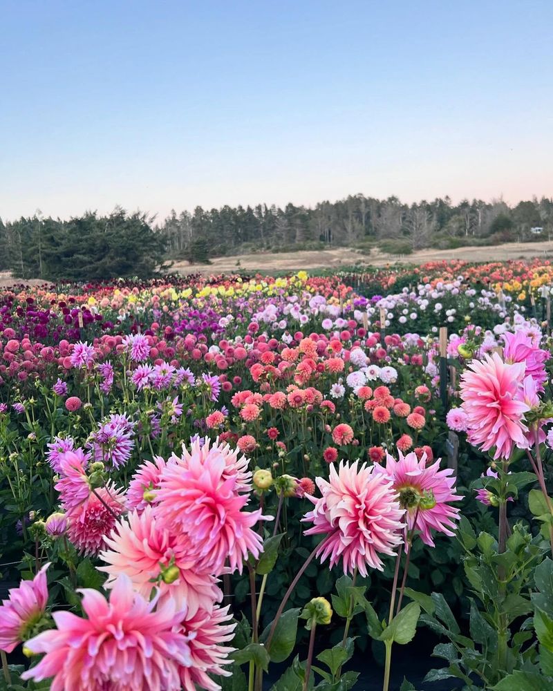 Dedicated Cutting Gardens