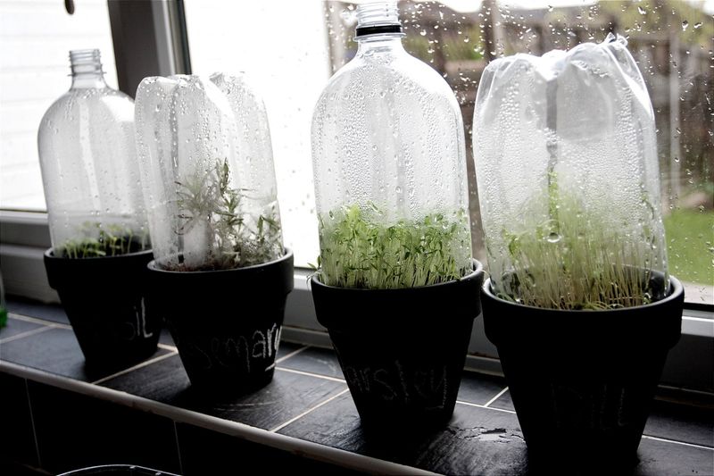 Create a Mini Greenhouse