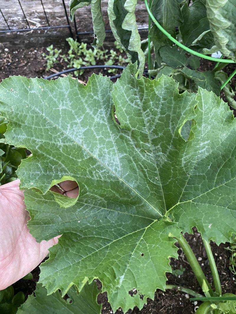 Powdery Mildew Invasion