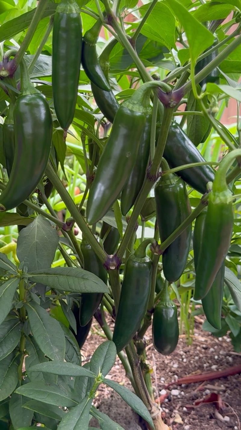 Prepare Rich Soil
