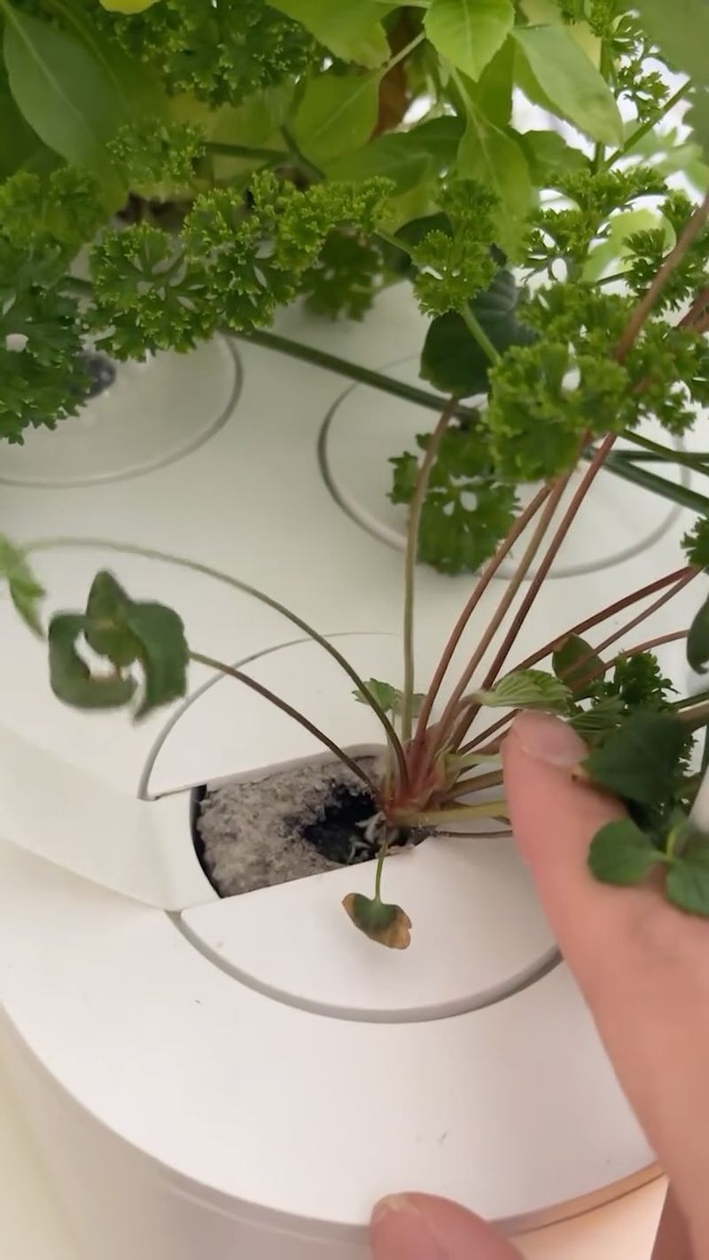 Preventing Algae Growth