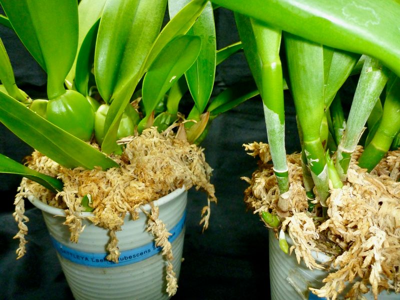 Pseudobulbs Store Resources