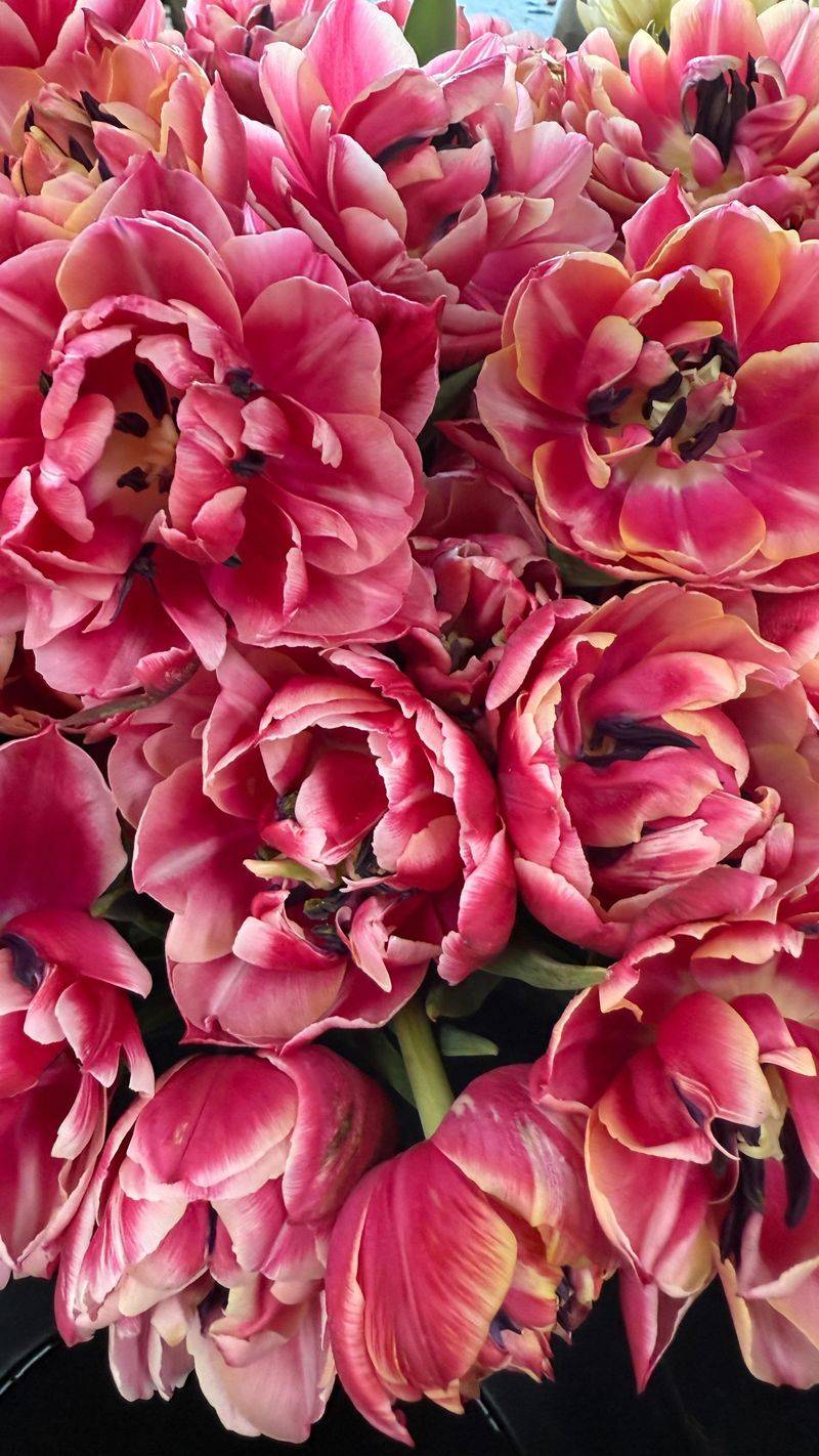 Double Late Tulips