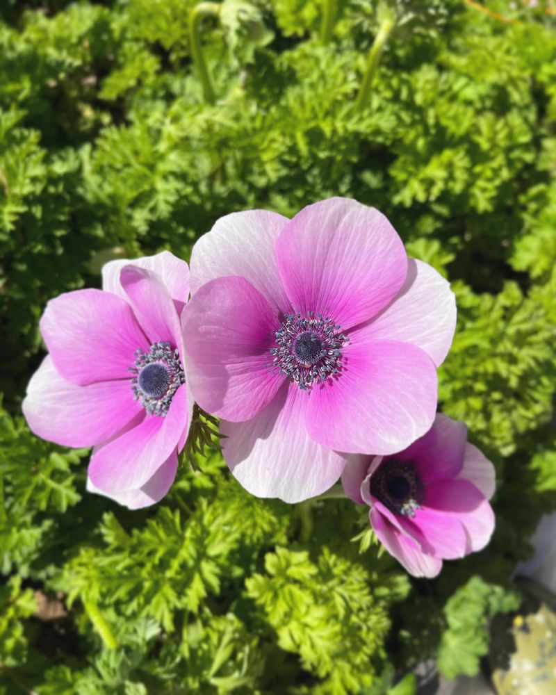 Cheerful Anemones