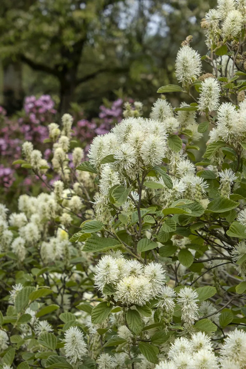 Fascinating Fothergilla