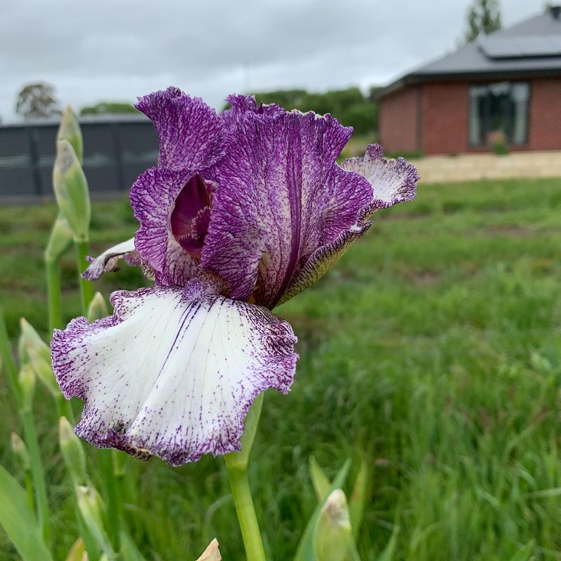 Bearded Iris