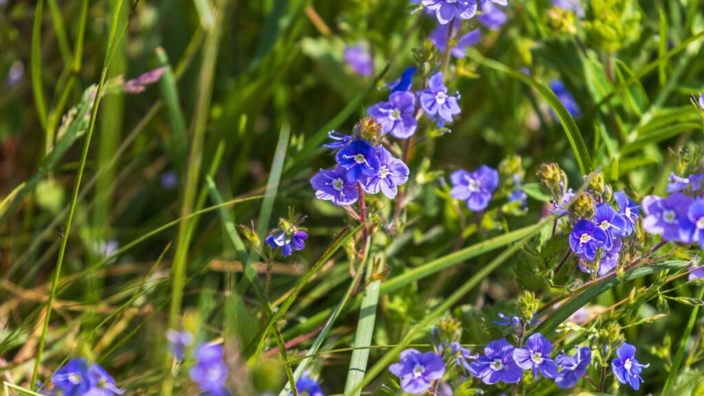 veronica flowers