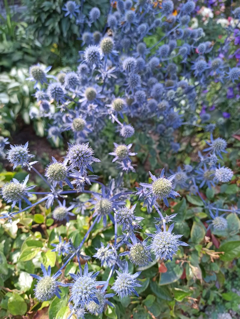 Sea Holly