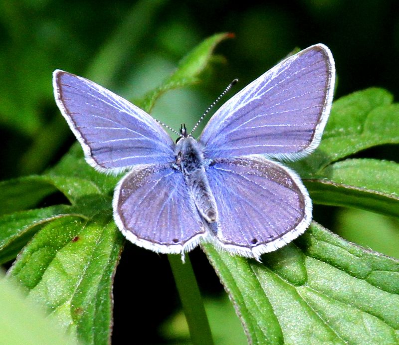 Sierra Nevada Blue Butterfly