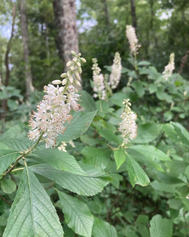 Sweet Pepperbush (Clethra alnifolia)