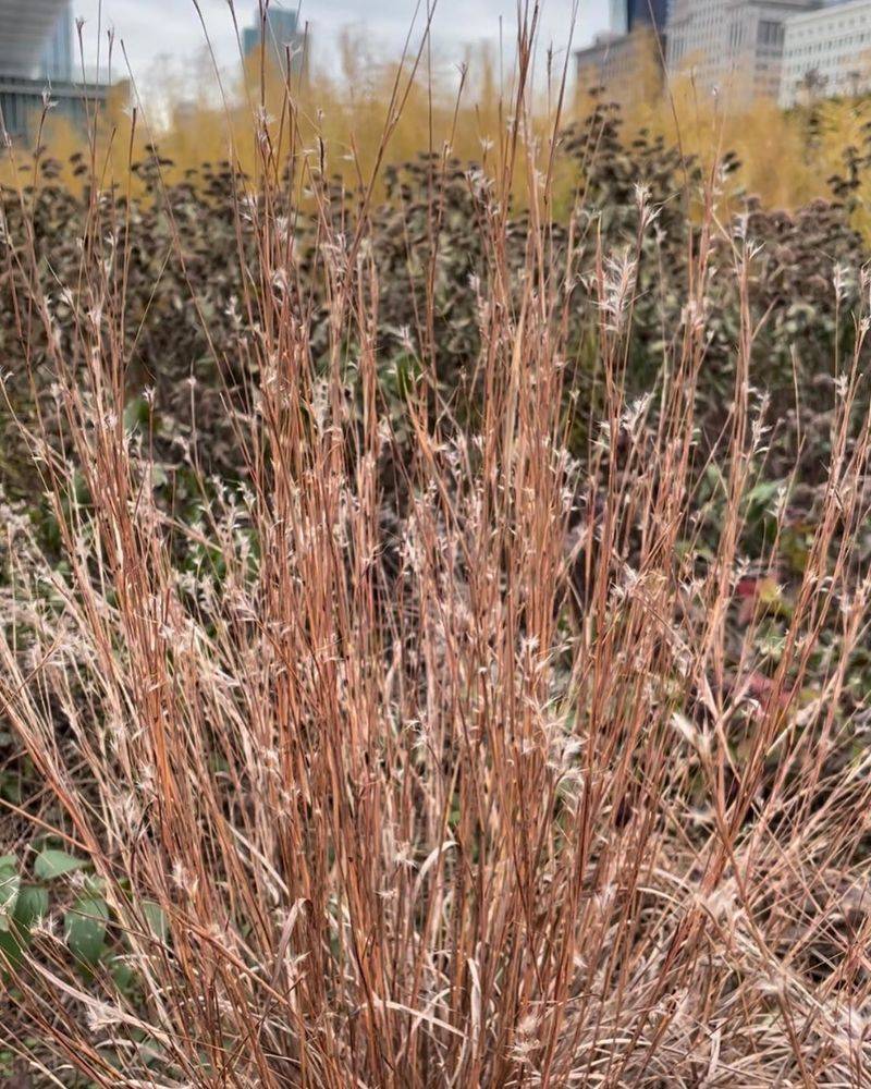 Little Bluestem