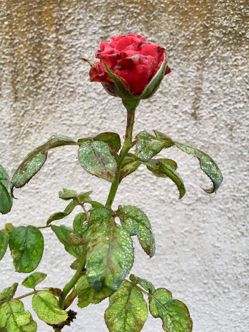 Bud Blast