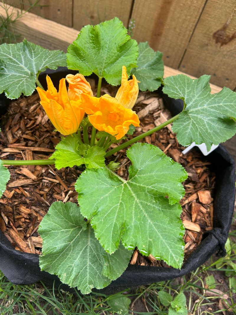 Magnesium Deficiency