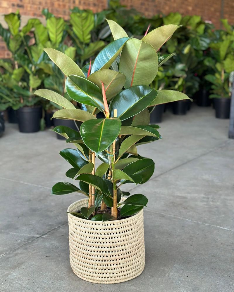 Rubber Plant