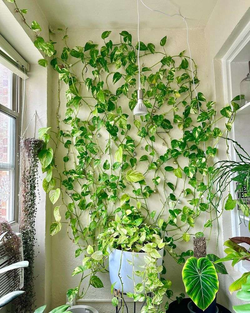 Pothos
