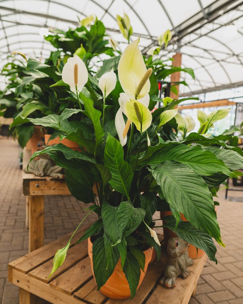 Peace Lily's Outdoor Revival