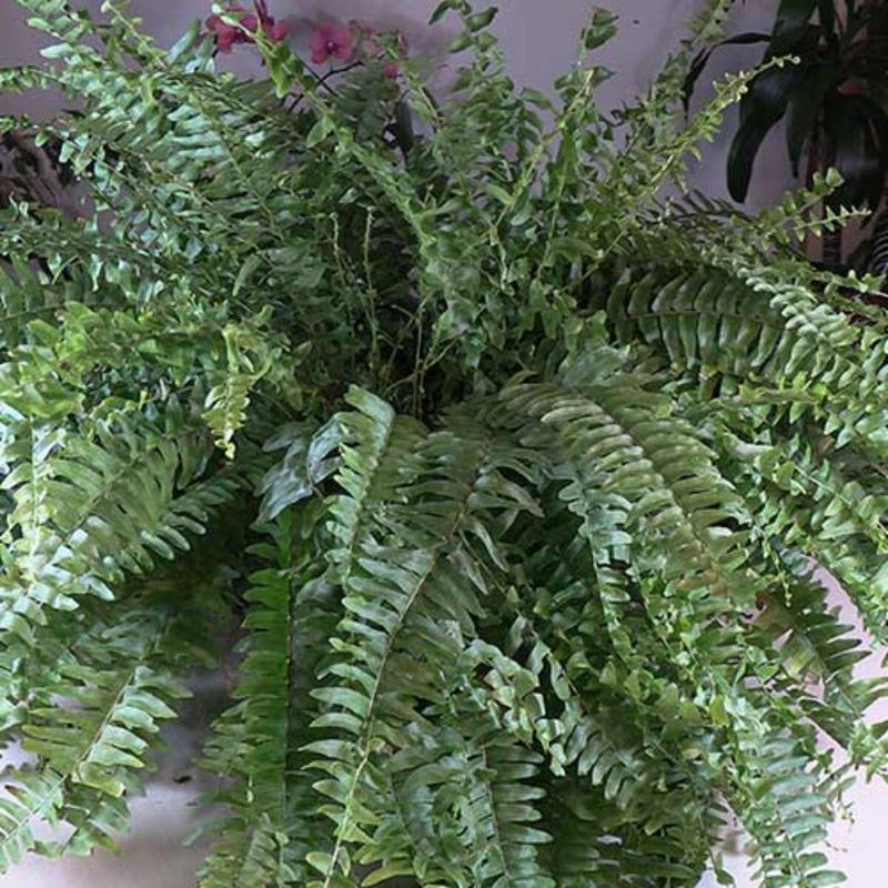 Boston Fern