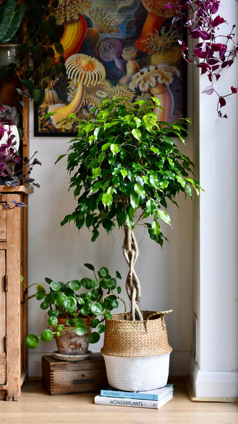 Ficus Tree
