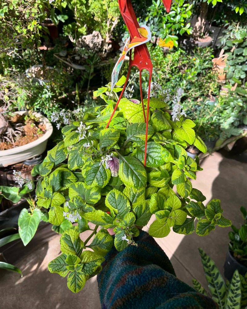 Swedish Ivy