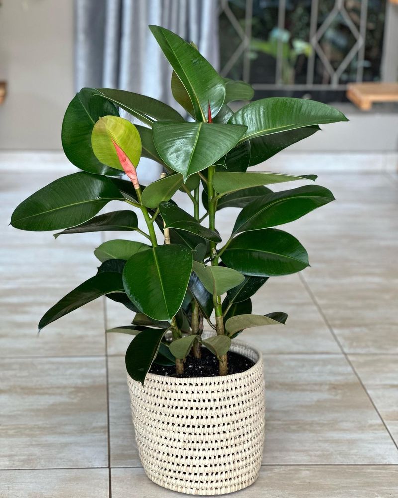 Rubber Plant