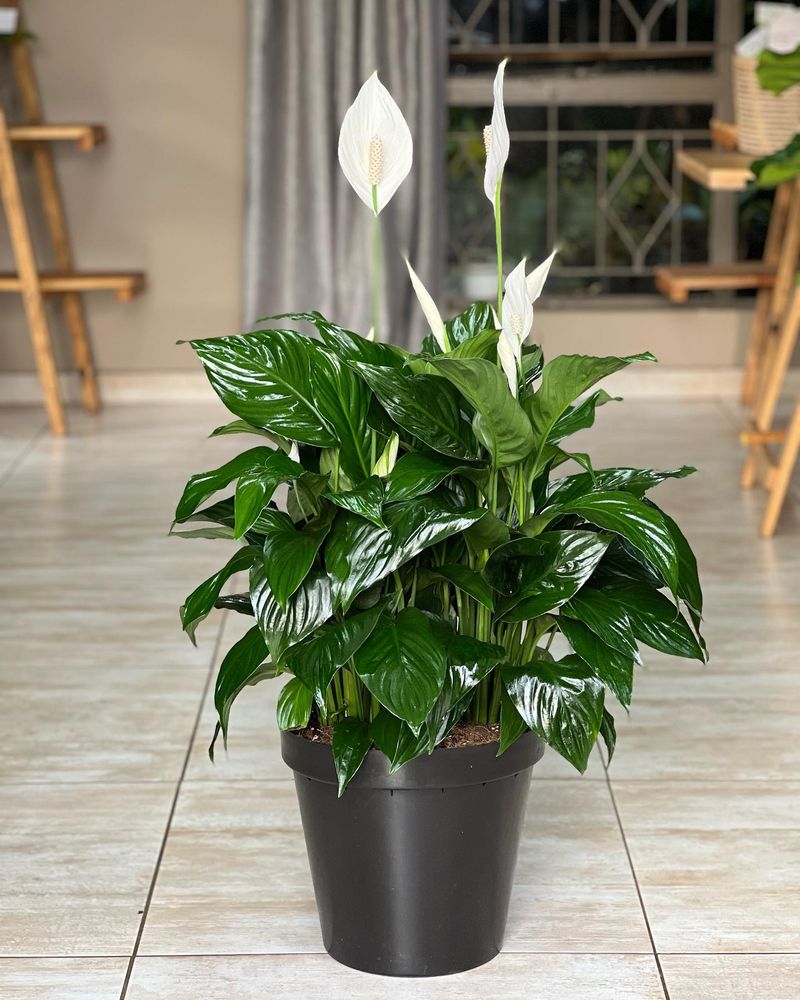 Peace Lily (Spathiphyllum)