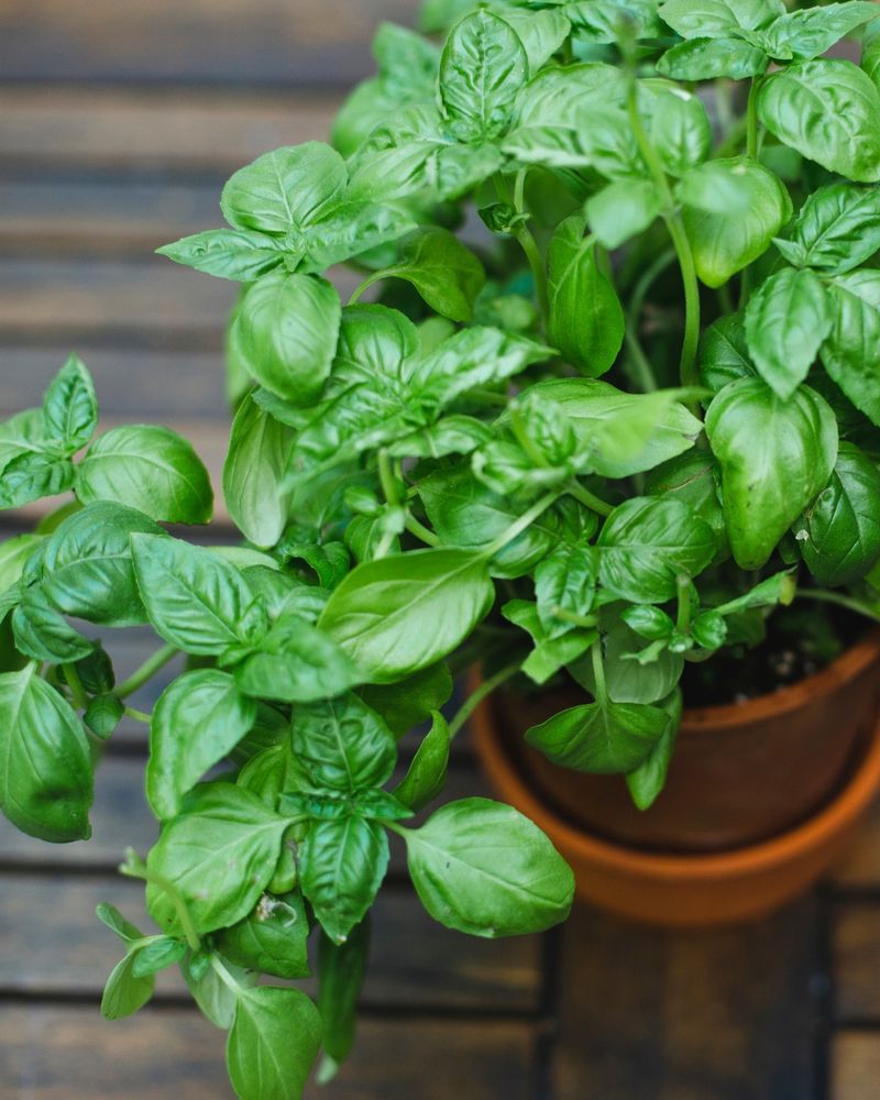 Potted Herbs (Basil, Mint, Oregano)