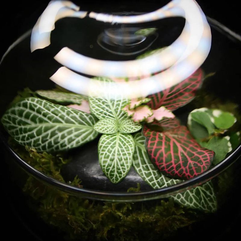 Nerve Plant (Fittonia)