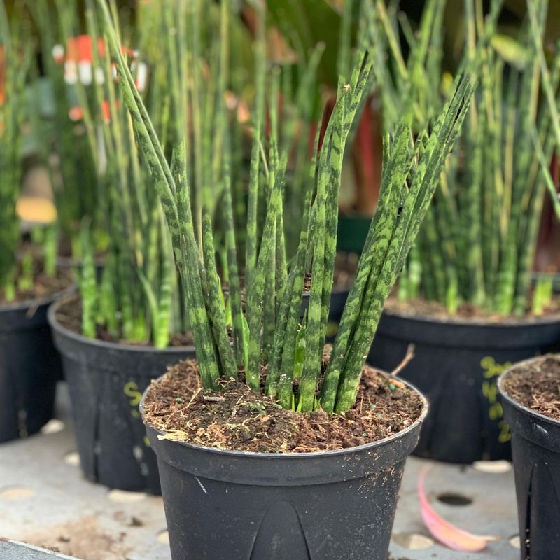 Snake Plant: The Indestructible Outdoor Visitor