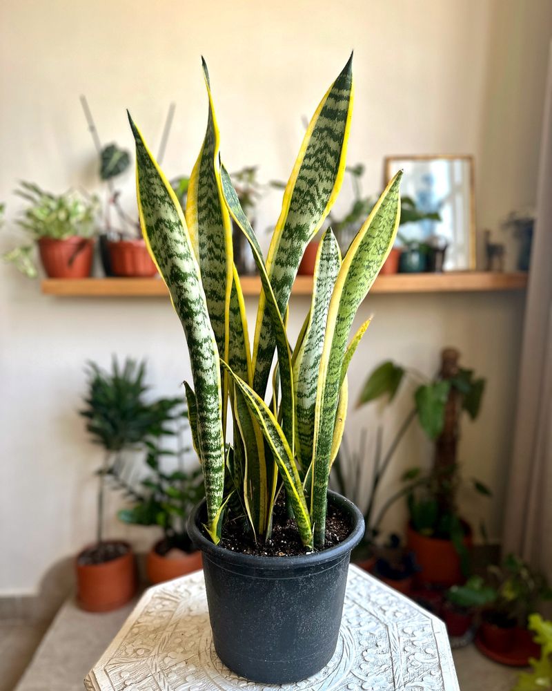 Snake Plant: The Bedroom Defender