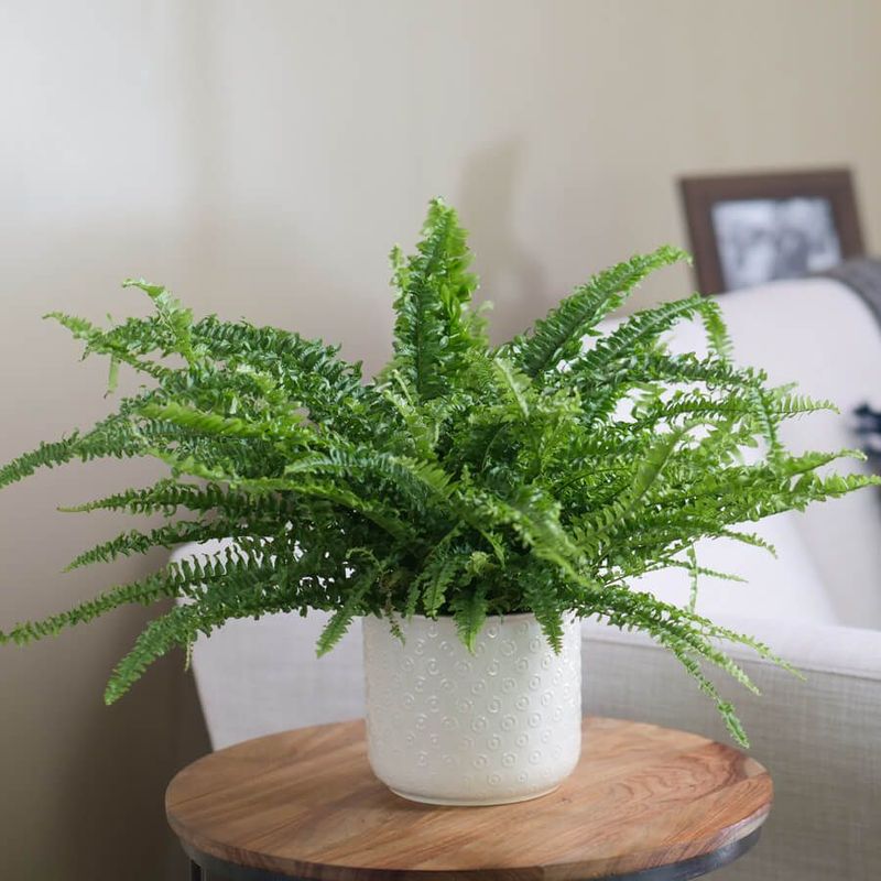 Boston Fern: The Humidity Hero