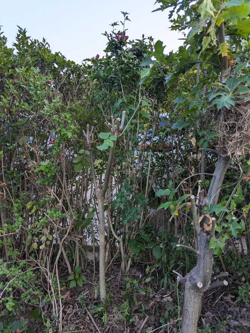 Privet Hedges