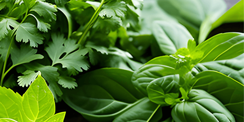 Cilantro - Beneficial Border