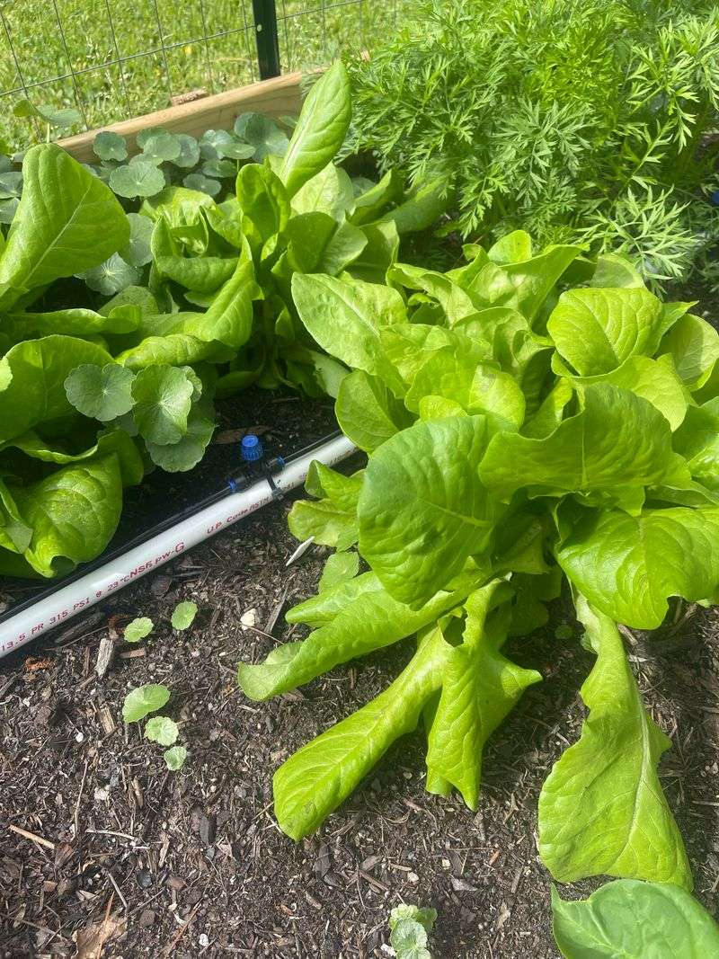 Lettuce Lacks Substance