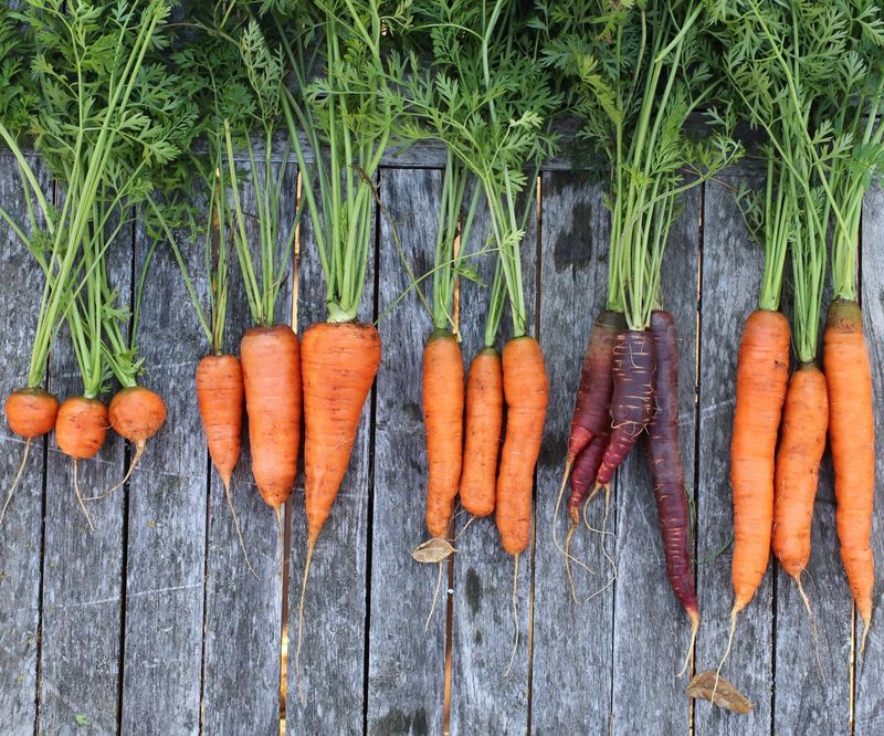 Carrots: Sweet Underground Treasures