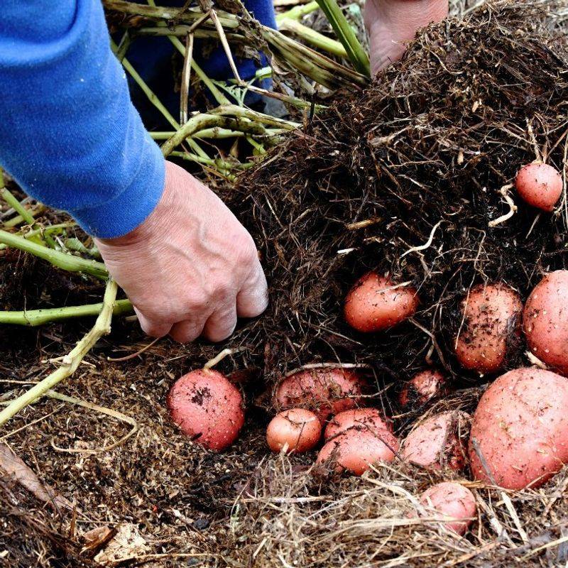 Potatoes