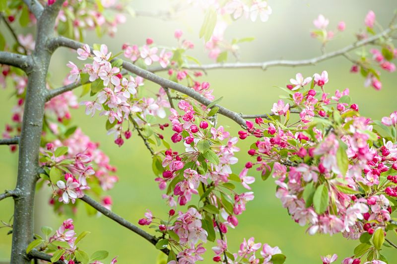 Crab Apple