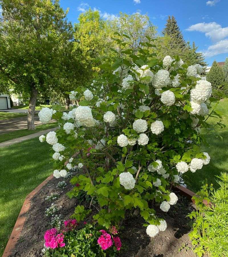 Viburnum Opulus ‘Roseum’