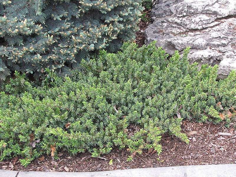 Dwarf Japanese Garden Juniper
