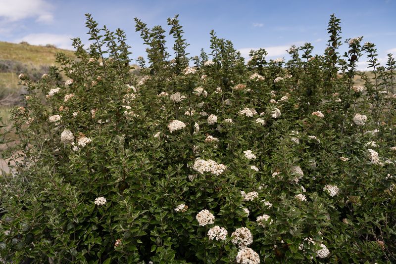 Viburnum