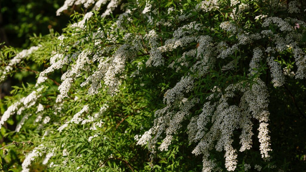 spirea