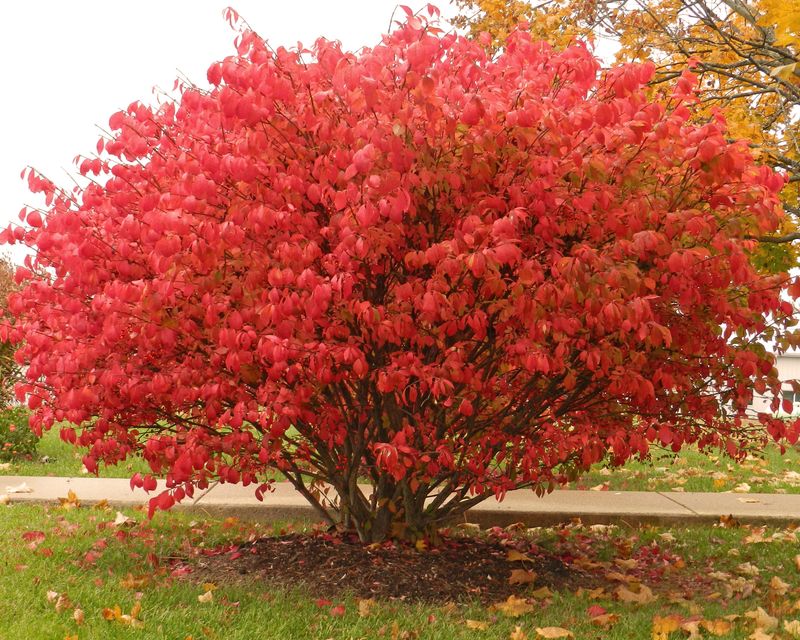 Burning Bush (Euonymus alatus)