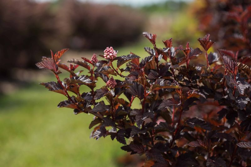 Ninebark