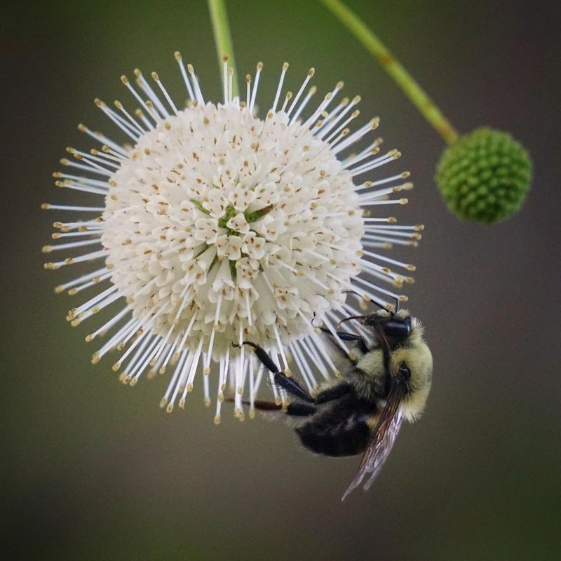 Buttonbush