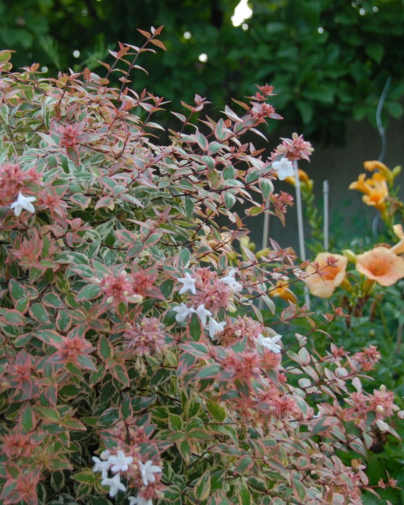 Abelia 