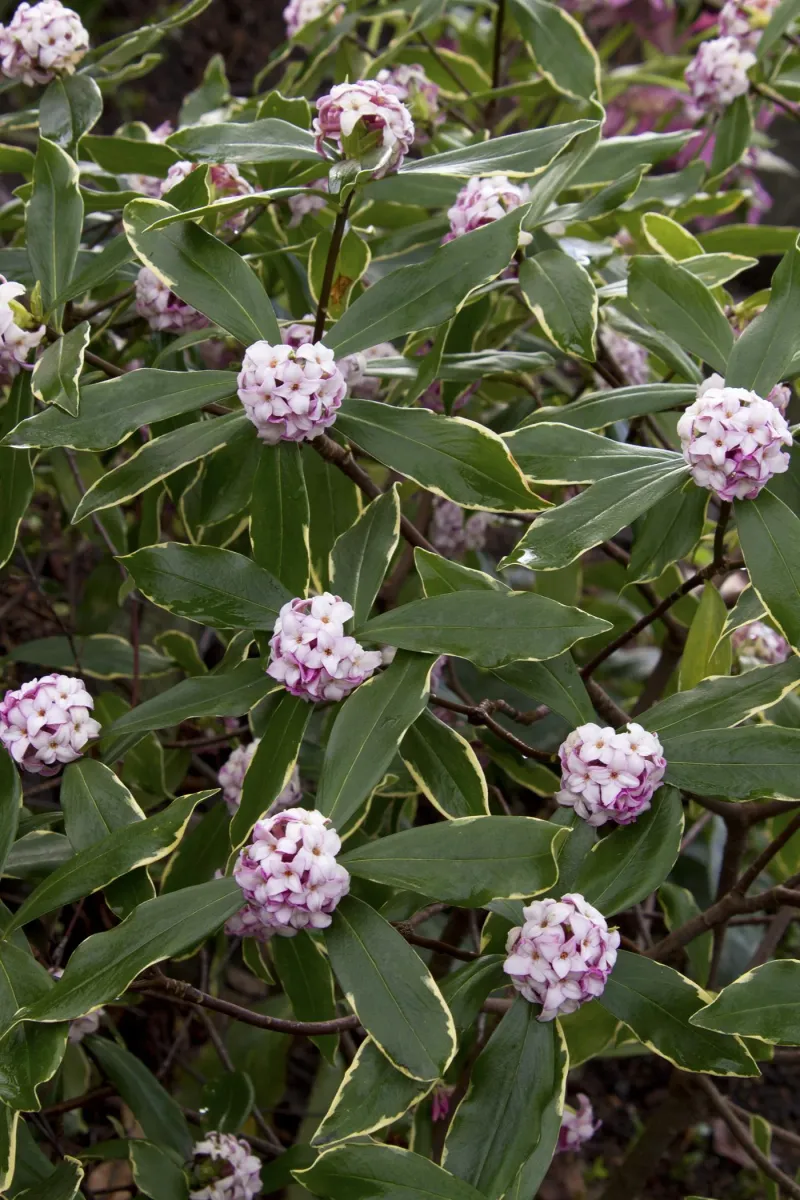 Daphne Shrubs