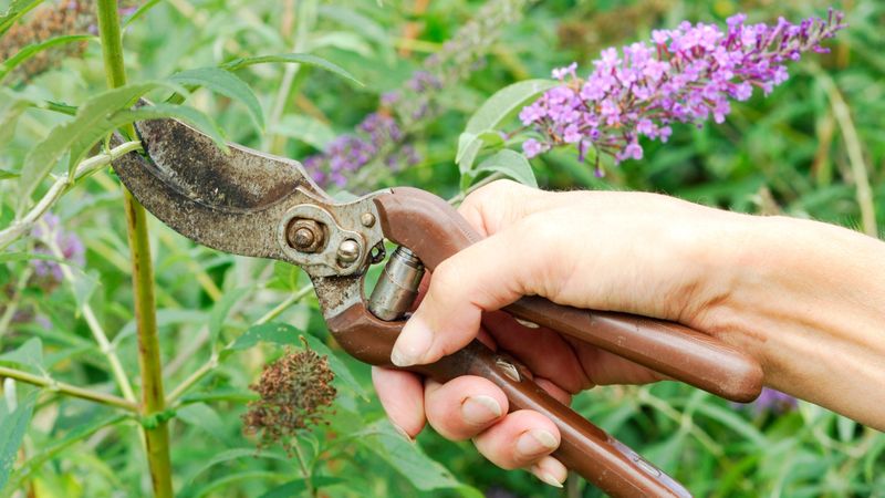 Buddleia Needs Brutal Cutbacks