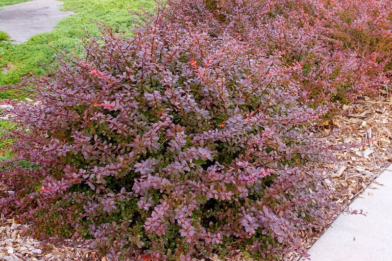 Barberry's Bland Shade Response