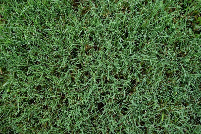 Bermuda Grass: The Sneaky Invader