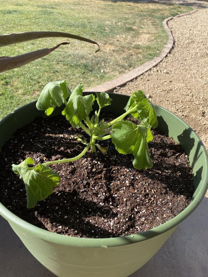 Wilting Woes